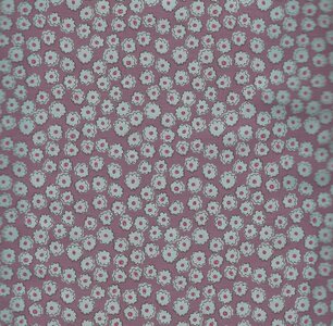 2901-58 Market Garden Anni Downs