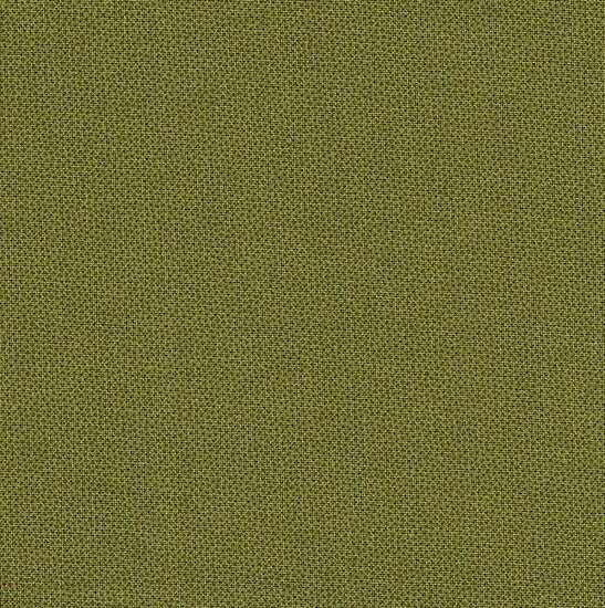 Dher1503- Pindot-Olive